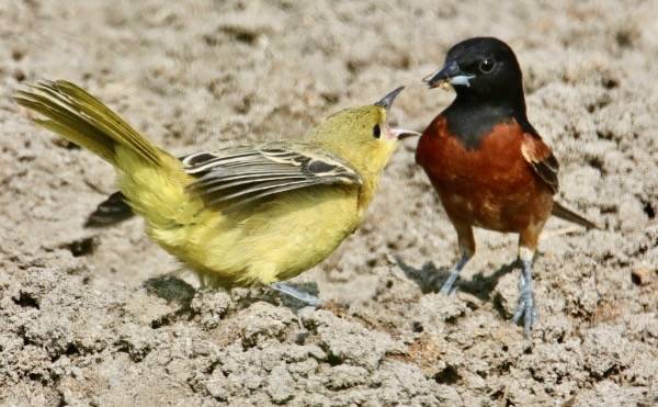 Paul Konrad, The Birding Wire